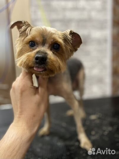 Стрижка собак - Груминг Собак