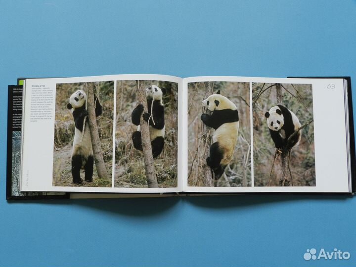 Книга Heather Angel Panda на английском