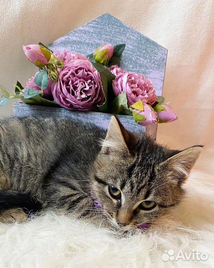 Котенок