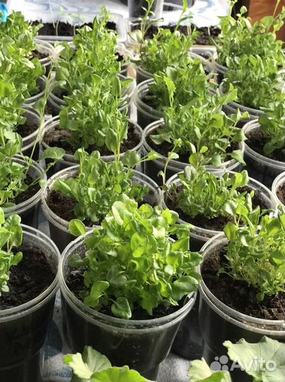 Лобелия голубой бриз стаканчик 0,5