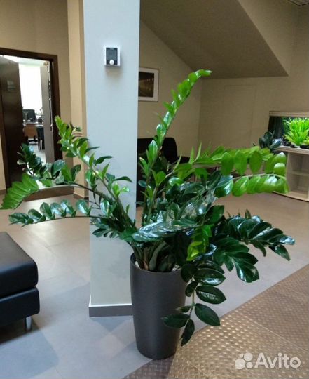 Замиокулькас комнатное растение, высота 50см