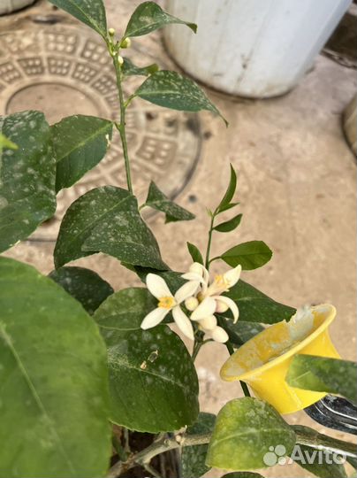 Лимон Мейера