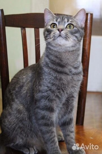 Замечательный котик Веня