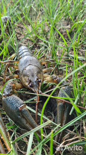 Раки свежие