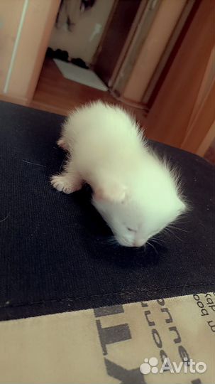 Котята турецкой ангоры