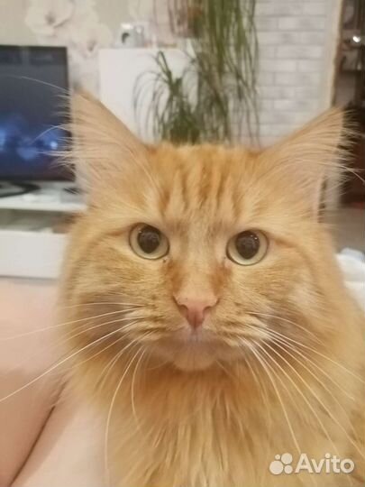 Кот, помесь с мейн- кун бесплатно