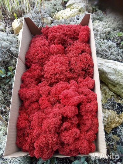 Мох ягель стабилизированный, 1 сорт, темно-красный
