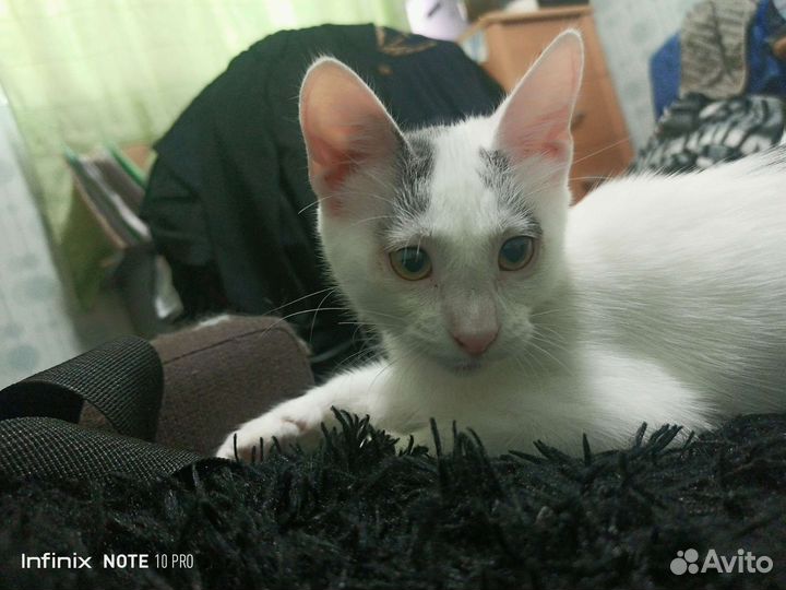 Котенок в добрые руки