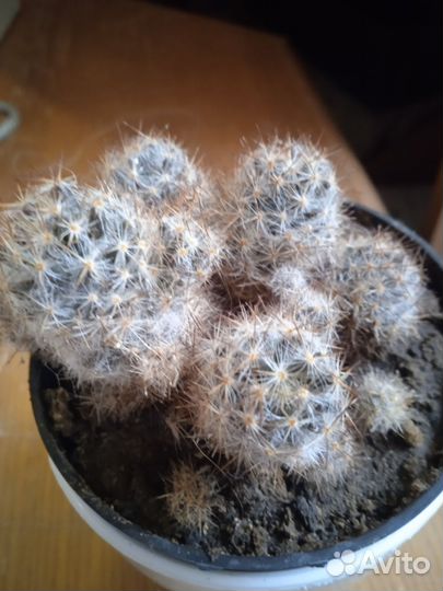 Комнатные растения, цветы