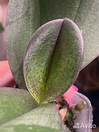 Орхидея FM 339