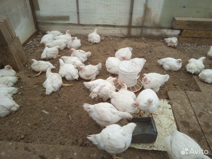 Куры бройлеры