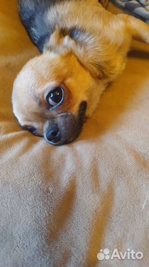 Чихуахуа мини девочка