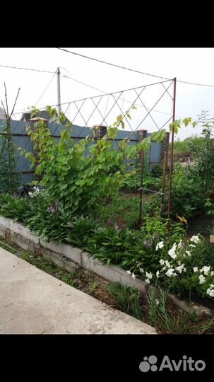 Многолетние садовые цветы