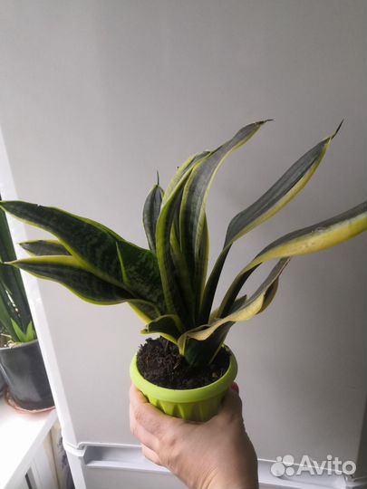 Сансевиерия