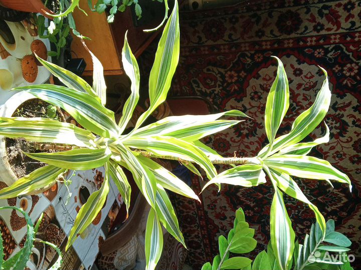 Комнатные цветы