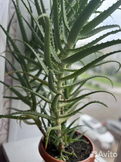 Алоэ столетник