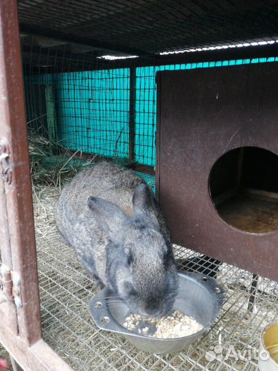 Кролики и кролятники для них