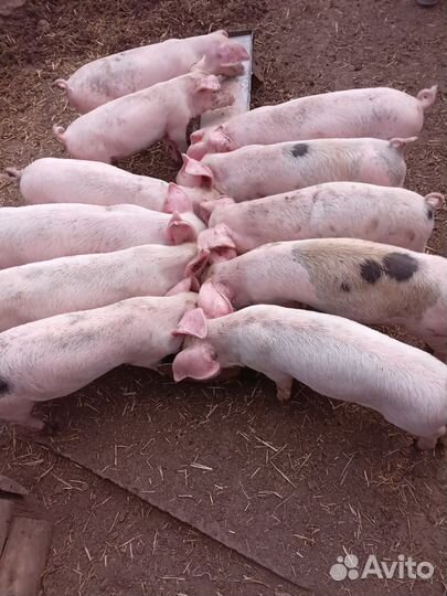 Поросята породы см 1+дюрок