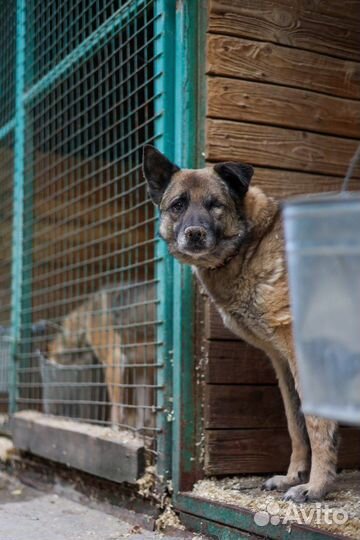 Собака Джорджи тоже хочет домой из приюта