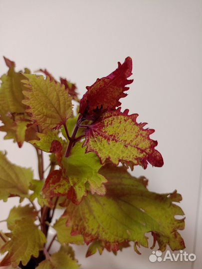 Цветы колеусы