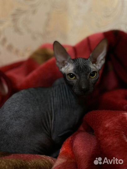 Донской сфинкс