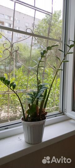 Комнатные цветы