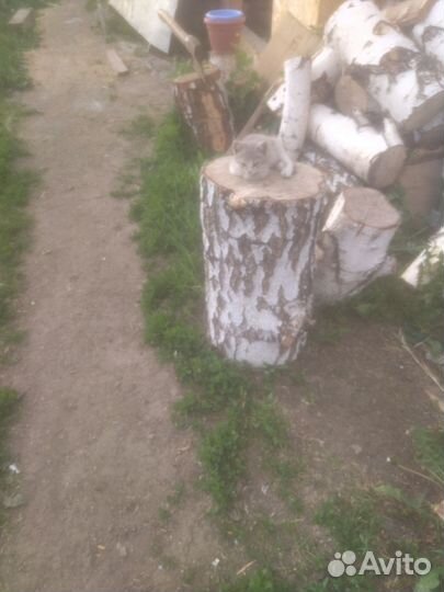 Котята отдам бесплатно