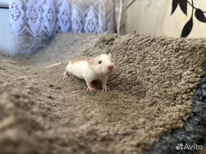 Крыса дамбо