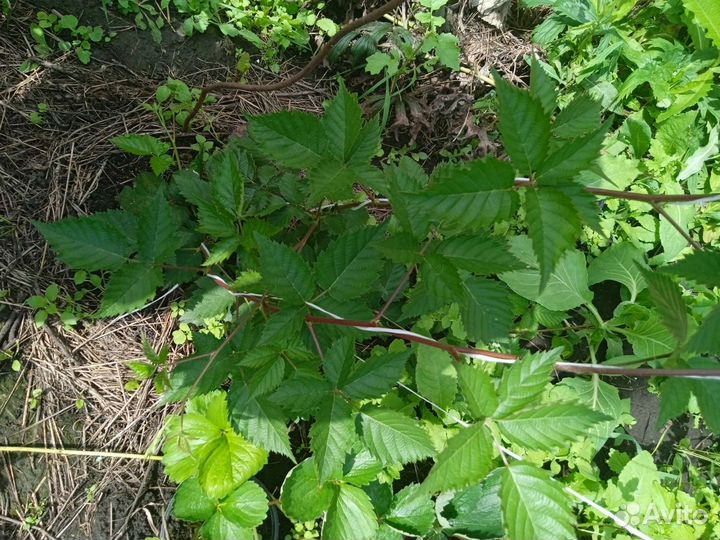 Саженцы ежевики без шипной