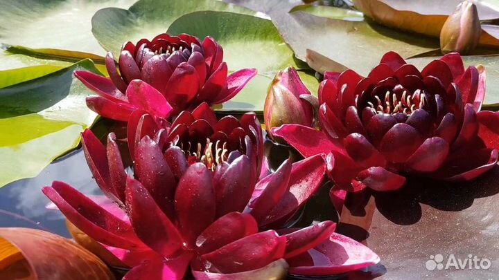 Нимфеи сортовые,кувшинки,водоплавающие лилии.Пруд