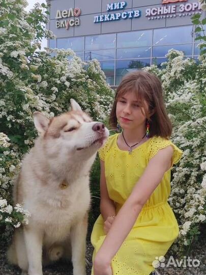 Собака рыжая хаски для красивых фоток