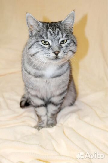 Кот бесплатно