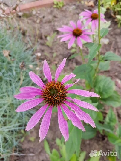 Многолетние цветы и кустарники