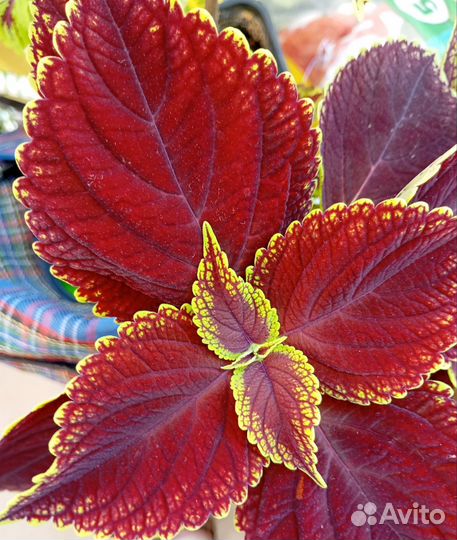 Черенки колеусов