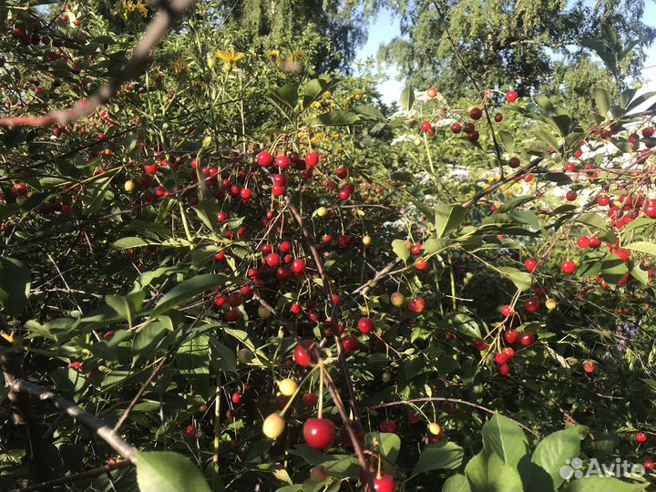 Вишня ягода свежая