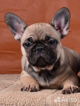 Французский бульдог