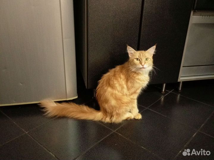 Кошки мейн-кун