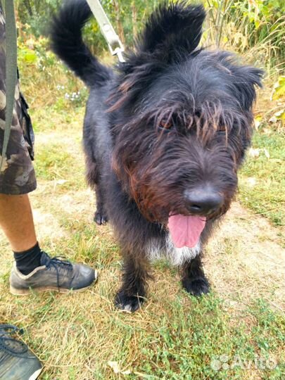 Собаки в дар бесплатно