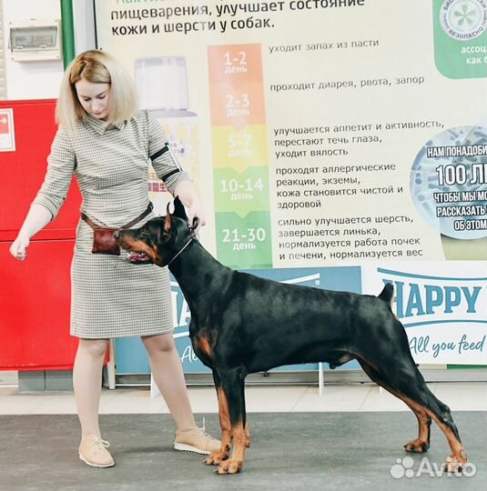 Подготовка собак к выставкам, показ собак,хендлер