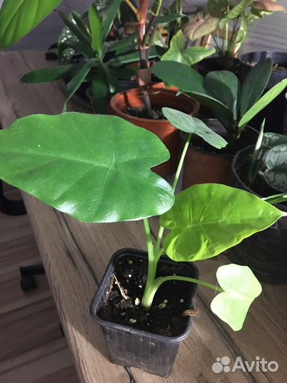 Алоказия клобучковая