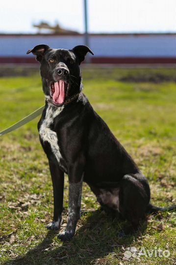 Мальчик-добрячок ищет дом