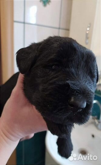 Щенки породы ризеншнауцер