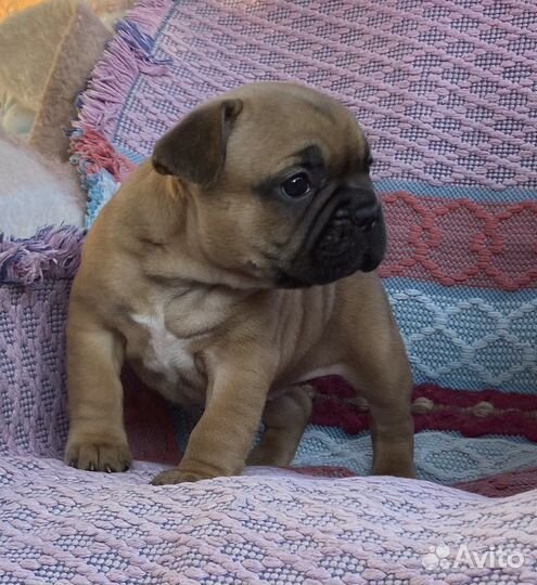 Элитные щенки французского бульдога