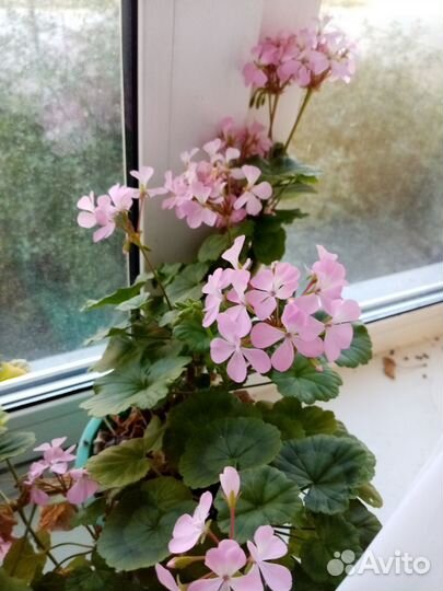 Продам цветы комнатные