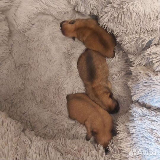 Щенки Цверг шпица мини мишка