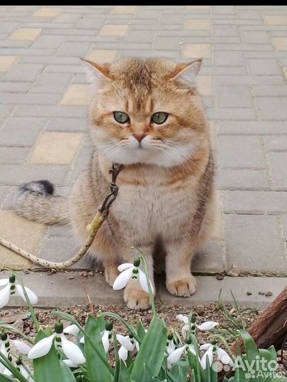 Шотландские золотые шиншиллы котята