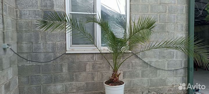 Финиковая пальма