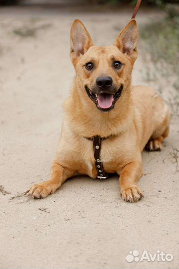 Рыжее счастье ищет семью