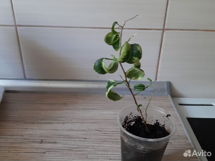 Фикус букле вариегата