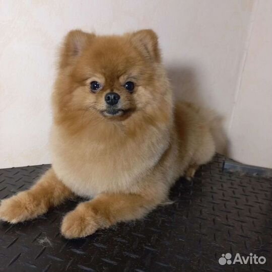 Стрижка собак.Груминг.Стрижка Йорка